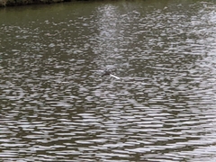 Tachybaptus dominicus