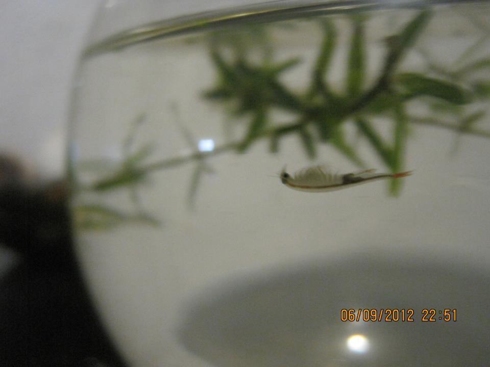 Dendrocephalus