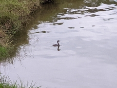 Tachybaptus dominicus