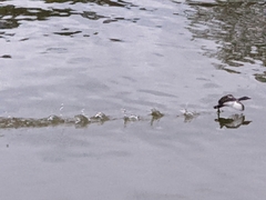 Tachybaptus dominicus