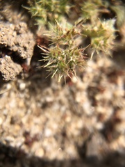 Chorizanthe minutiflora