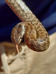 Macroprotodon brevis ibericus