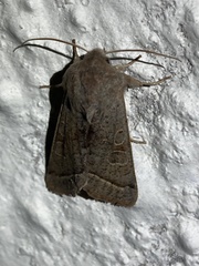 Orthosia opima
