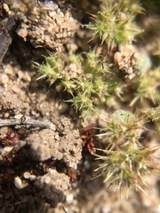 Chorizanthe minutiflora