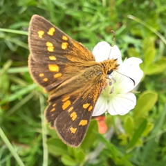 Metisella metis