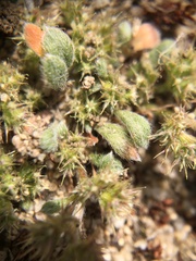 Chorizanthe minutiflora