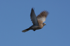 Streptopelia decaocto
