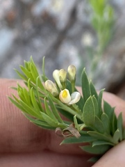 Comesperma anemosmaragdinum
