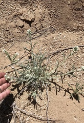 Oreocarya suffruticosa setosa