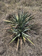Yucca pallida