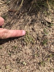 Chorizanthe minutiflora