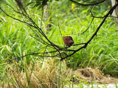 Cardinalis cardinalis