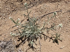 Oreocarya suffruticosa setosa