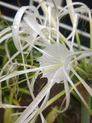 Hymenocallis speciosa