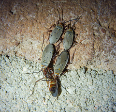 Probergrothius exsanguis