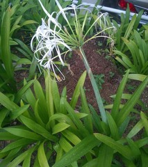 Hymenocallis speciosa