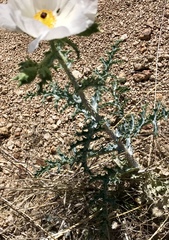 Argemone pleiacantha