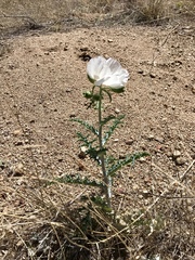 Argemone pleiacantha