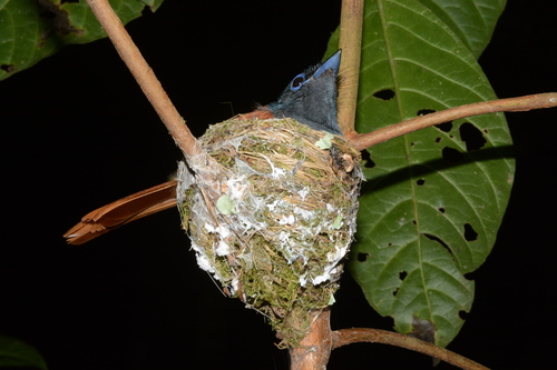 African Paradise Flycatcher (Terpsiphone viridis), photo 9