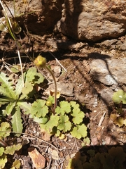 Ranunculus nigrescens