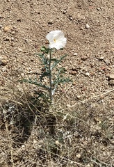 Argemone pleiacantha