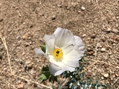 Argemone pleiacantha