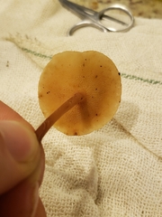 Filoboletus gracilis
