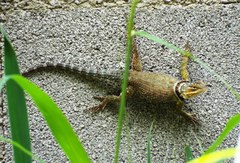Sceloporus cyanogenys