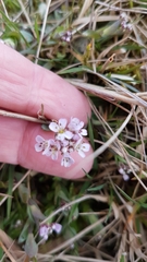 Noccaea caerulescens