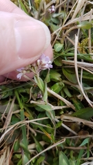 Noccaea caerulescens