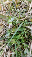 Noccaea caerulescens