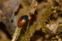 Cercyon melanocephalus