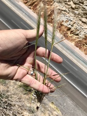 Elymus elymoides brevifolius