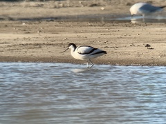 Recurvirostra avosetta