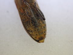 Lixus linearis