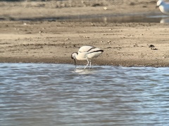 Recurvirostra avosetta