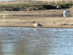 Recurvirostra avosetta