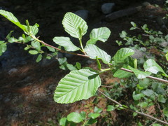Alnus incana tenuifolia