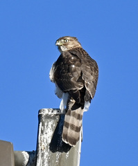 Accipiter cooperii