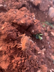 Pycnogaster graellsii