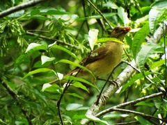 Turdus grayi