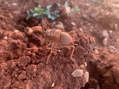 Pycnogaster graellsii