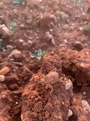 Pycnogaster graellsii