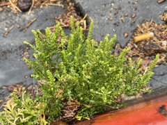 Lepidium strictum