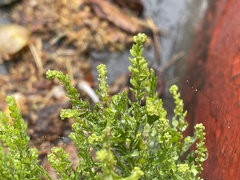 Lepidium strictum