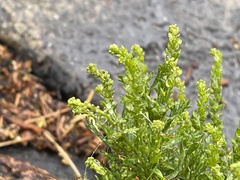 Lepidium strictum