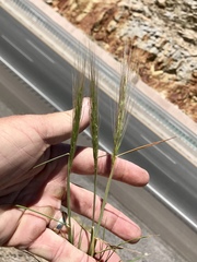 Elymus elymoides brevifolius