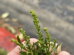 Lepidium strictum
