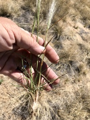 Elymus elymoides brevifolius