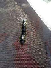Lophocampa ingens